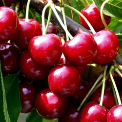 Prunus cerasus Bigarreau Summit